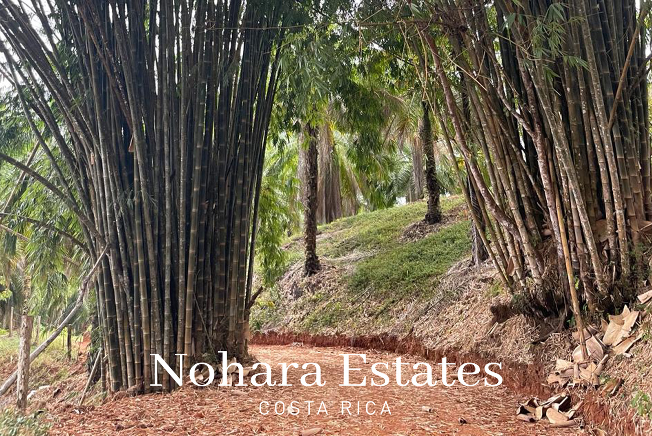 Nohara Estates Costa Rica Palms Eco Reserve 002