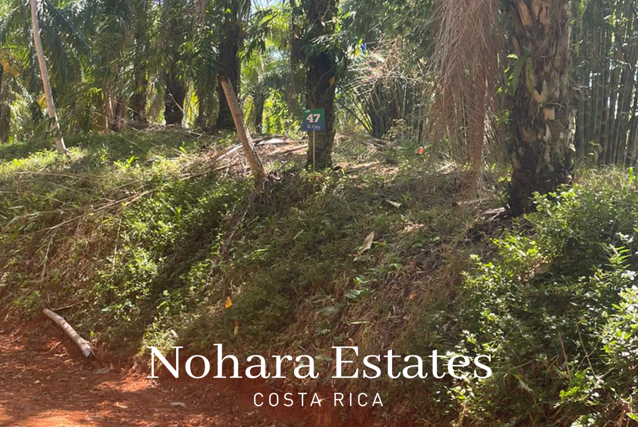 Nohara Estates Costa Rica Palms Eco Reserve 008